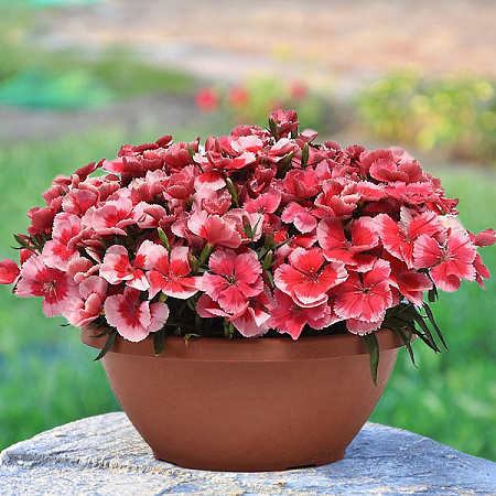 Фото Гвоздика китайская Коронет Строуберри