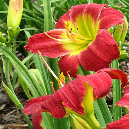 Фото Лилейник Кристмас Из