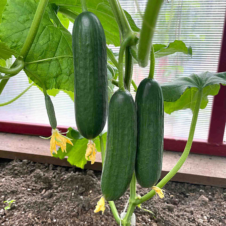 Фото Огурец Шерпа F1