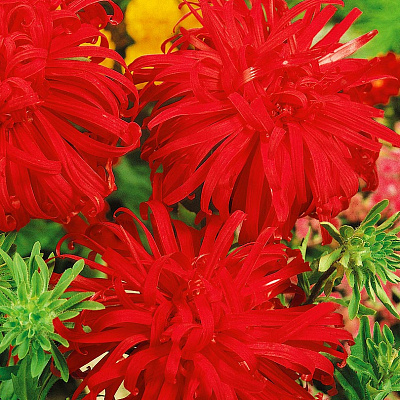 Астра Страусово перо Багровый