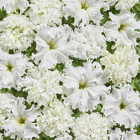 Петуния Белая махровая чудо