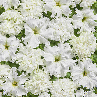 Петуния Белая махровая чудо