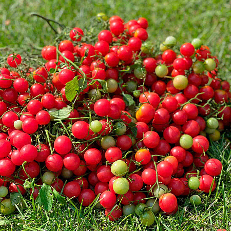 Фото Помидор Курабье