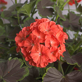 Герань Ночь Лососевая