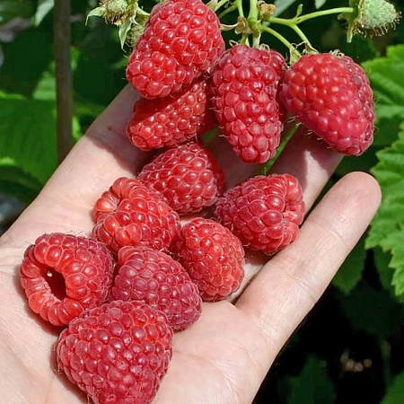 Фото Малина ремонтантная Нижегородец