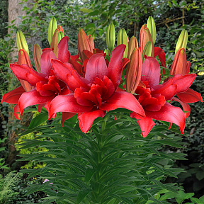 Лилия азиатская махровая Болд Игл