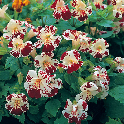 Мимулюс Мэджик Белый с глазком