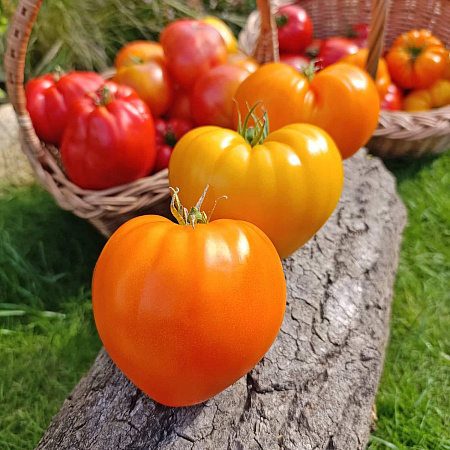 Фото Помидор Золотое бычье сердце F1