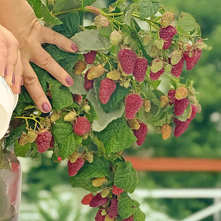 Фото Малина ремонтантная Васёна