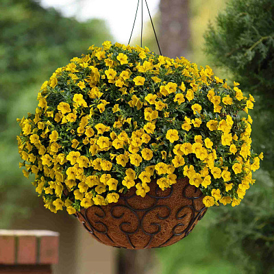 Калибрахоа Классик Йеллоу