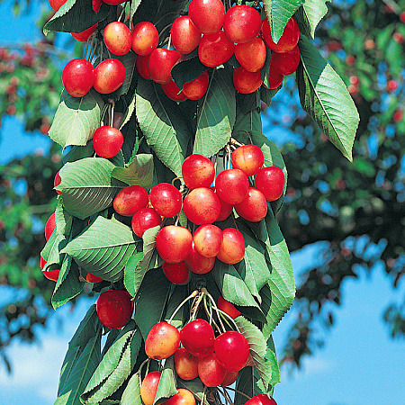 Фото Черешня Брянская розовая