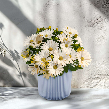 Фото Остеоспермум Саммерсмайл Крем