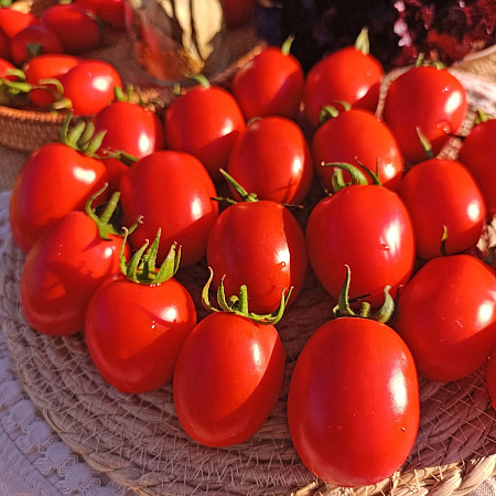 Фото Помидор Алинка F1