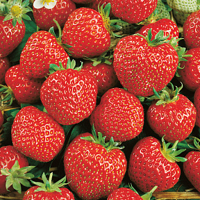 Земляника садовая Зенга-Зенгана