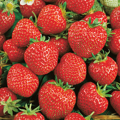 Земляника садовая Зенга-Зенгана