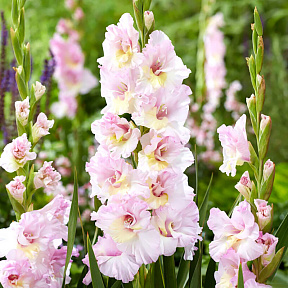 Гладиолус Маджента Принцесс