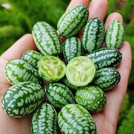 Фото Мелотрия