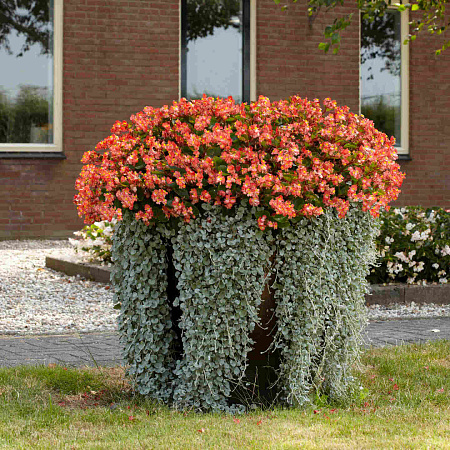 Фото Бегония Хула Биколор рэд вайт