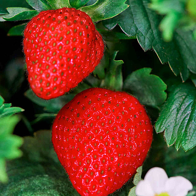 Земляника садовая Летиция