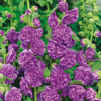 Шток-роза Чатерз Фиолетовая королева