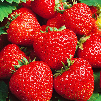 Земляника садовая Сальса