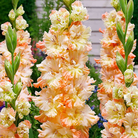 Фото Гладиолус Сочи