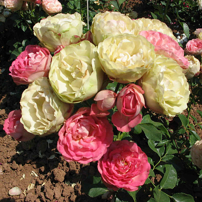 Роза флорибунда Акрополис