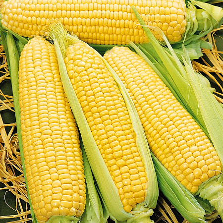 Фото Кукуруза Спирит 10шт