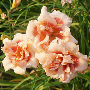 Лилейник Фоти Секонд Стрит