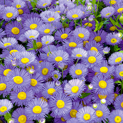 Астра альпийская Голубая