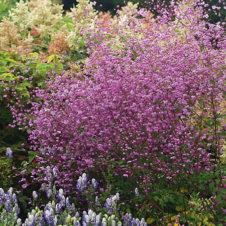 Фото Василистник Великолепный