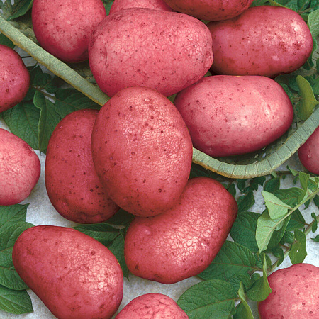 Фото Картофель Калинка