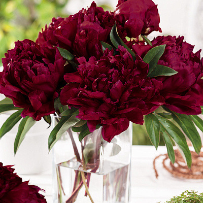 Пион B.Ф.Тернер