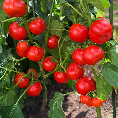Баклажан Африка