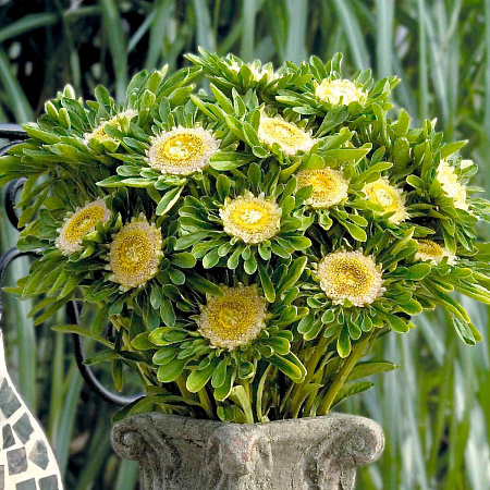 Фото Астра Халк