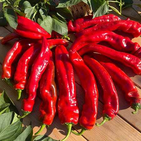 Фото Перец сладкий Палермо красный F1