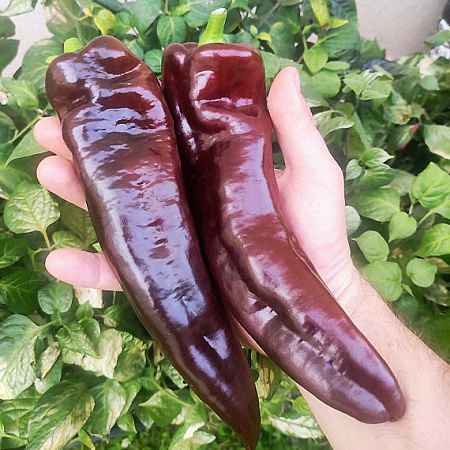 Фото Перец сладкий Палермо шоколадный F1