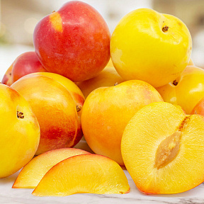 Шарафуга Белла Голд