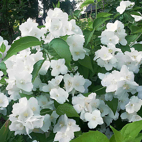 Жасмин Юннат