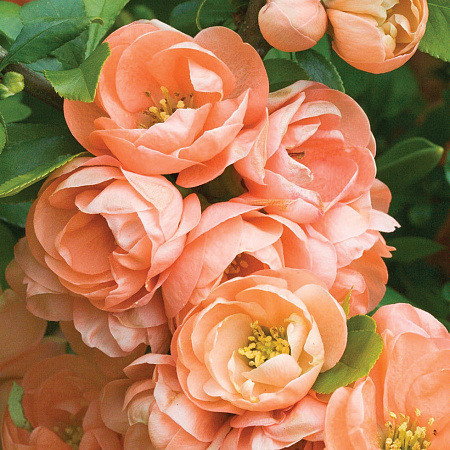 Фото Айва великолепная Гейша