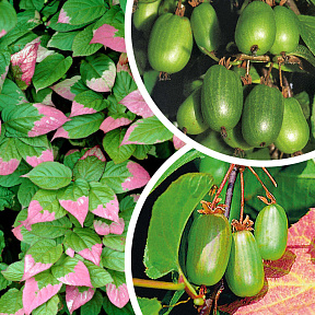 Актинидия коломикта набор:Доктор Шимановский, Сентябрьская, мужской экземпляр