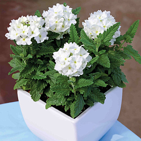 Вербена Тускани вайт