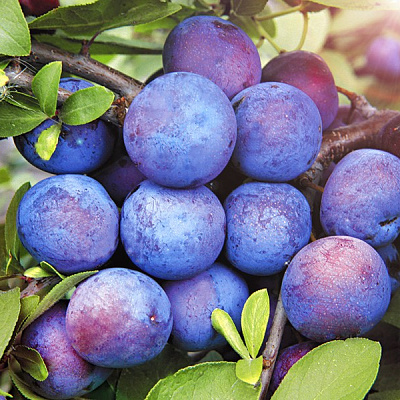 Тернослива Билясувар