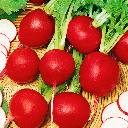 Фото Редис Стелар F1