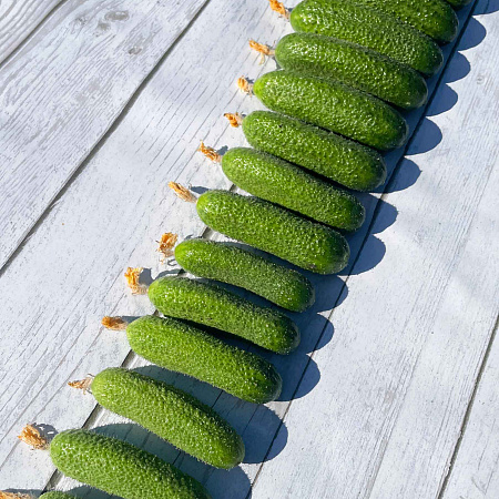 Фото Огурец Шопен F1