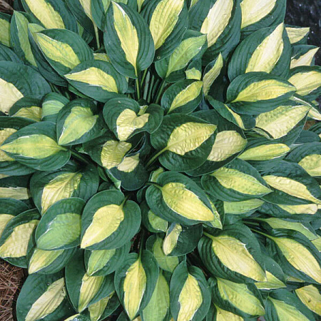 Фото Хоста Джипси Роуз