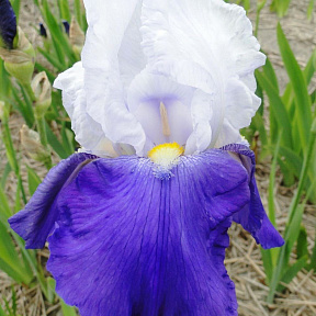 Ирис бородатый Арпеж