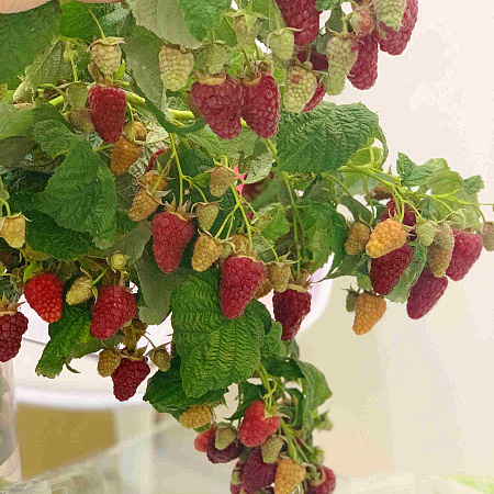 Фото Малина ремонтантная Васёна