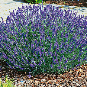 Лаванда Английская