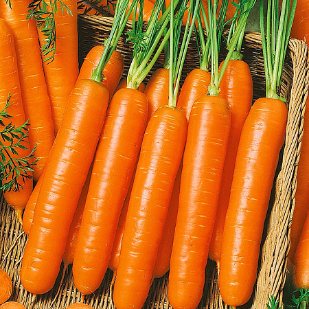 Фото Морковь Сопрано F1 0,5гр